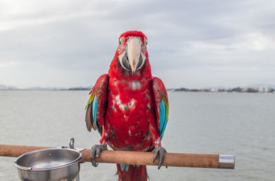 Close-up of bird perching on a boat
