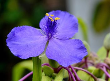 Close-up of purple flower blooming outdoors