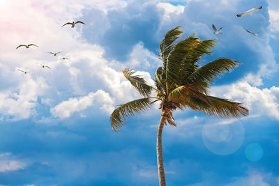 Low angle view of coconut palm tree against sky