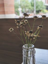 Close-up of potted plant on table