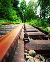 Surface level of railroad tracks along trees
