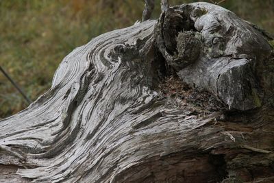 Close-up of elephant