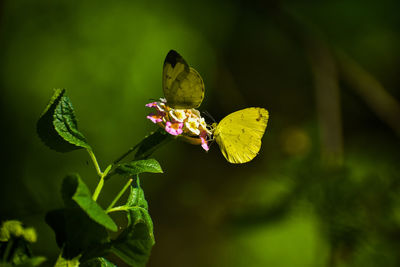 Close-up of butterfly on purple flowering plant