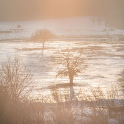 Bare trees on snow covered landscape during sunset