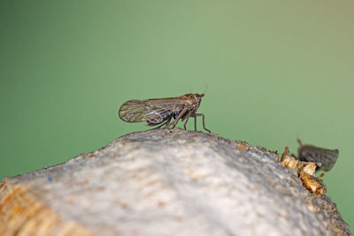 Close-up of insect on plant