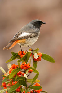 Close-up of bird perching on plant