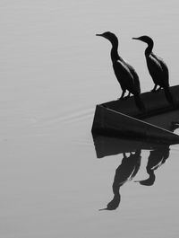 Birds perching on a lake