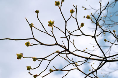 Low angle view of flowering plant against clear sky