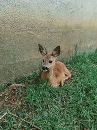 Portrait of a turtle on field