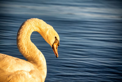 Close-up of a bird