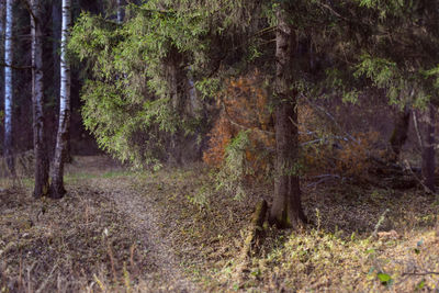 Trees in forest