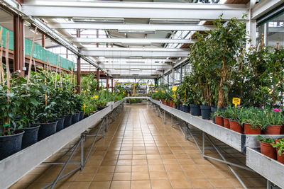 High angle view of plants