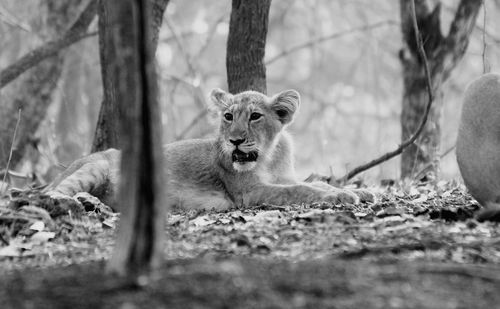 Lion cub relaxing on field in forest
