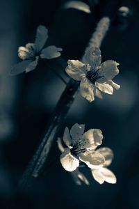 Close-up of white flowers