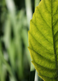 Close-up of leaves