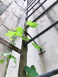 Close-up of ivy growing on plant