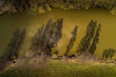 Scenic view of trees on field against sky