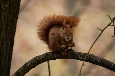 Close-up of squirrel on tree