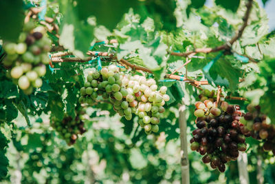 Close-up of fruits growing on tree