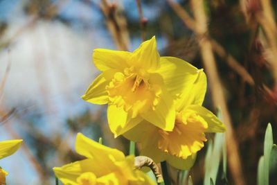 Close-up of yellow flower