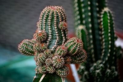 Close-up of succulent plant