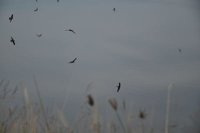 Birds flying over water against sky