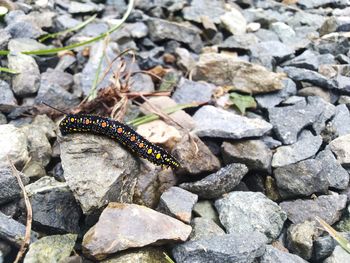 A caterpillar with a beautiful motif