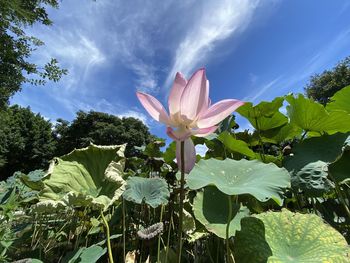 Close-up of pink lotus water lily against sky