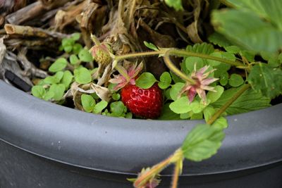 Close-up of berries growing on plant