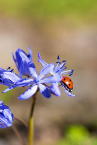 Close-up of insect on purple flower