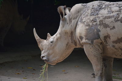 Close-up of rhino