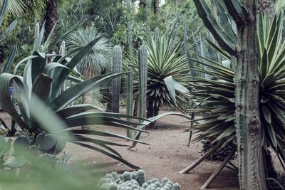 Close-up of palm trees growing on field