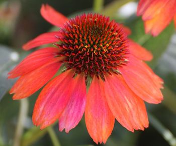 Close-up of red flower