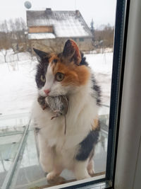Close-up of cat sitting on snow covered window