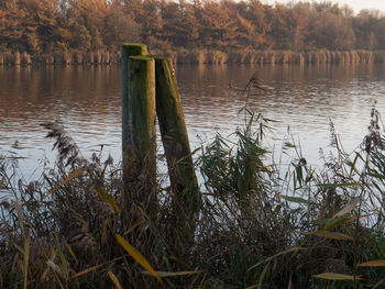 Reflection of trees in calm lake