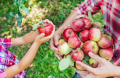 Midsection of man holding basket of apples