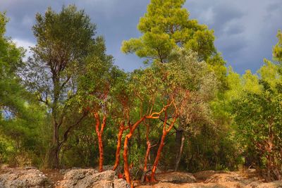 Trees growing in forest against sky