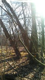 Low angle view of lizard on tree against sky