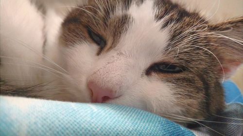 Close-up portrait of cat