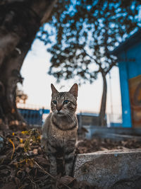 Portrait of a cat