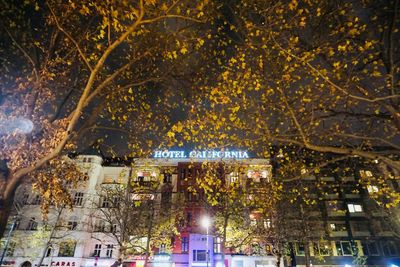 Illuminated trees in city at night