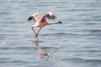 Flamingos in a lake