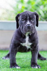 Portrait of black dog sitting on field