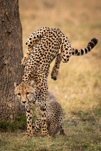 Cheetahs on field in forest