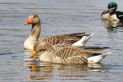 Ducks swimming in lake