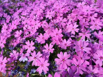 Close-up of purple flowers blooming outdoors