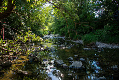 Stream flowing through rocks in forest