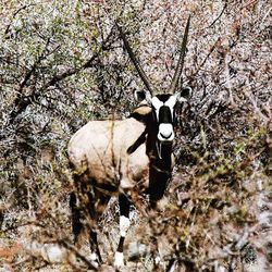 Close-up of horse on tree