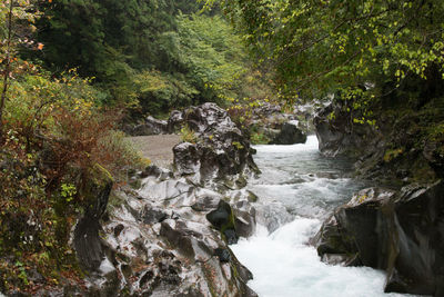 Scenic view of waterfall in forest