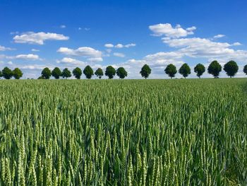 Scenic view of agricultural field against sky